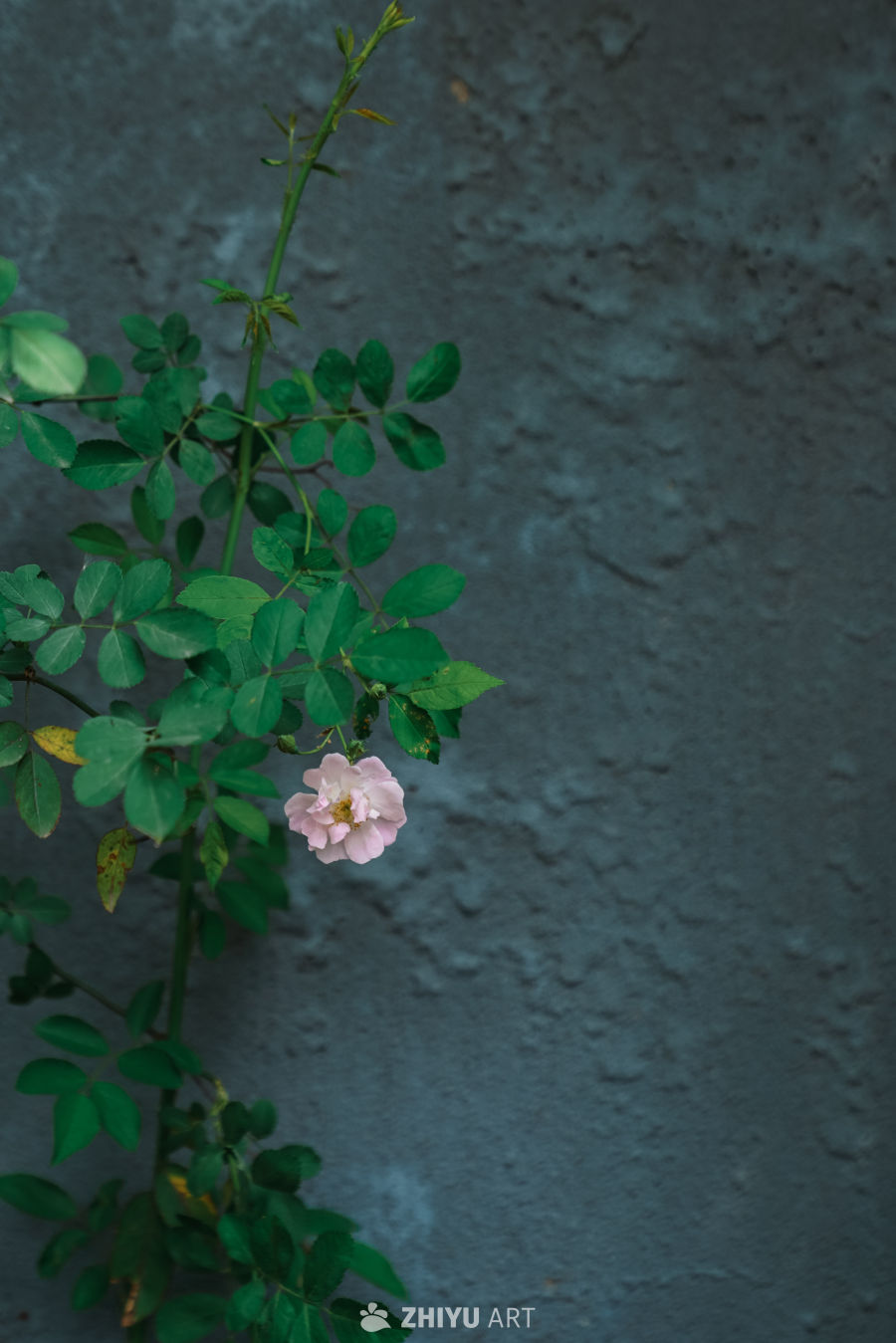 春末的蔷薇花 20