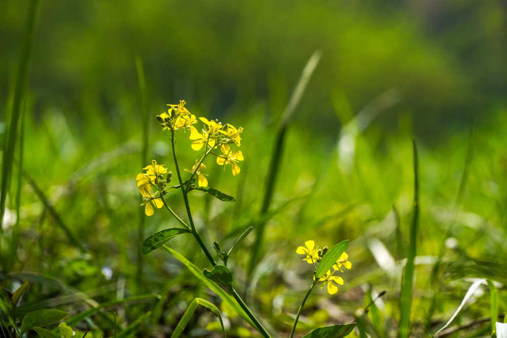 睡卧的花