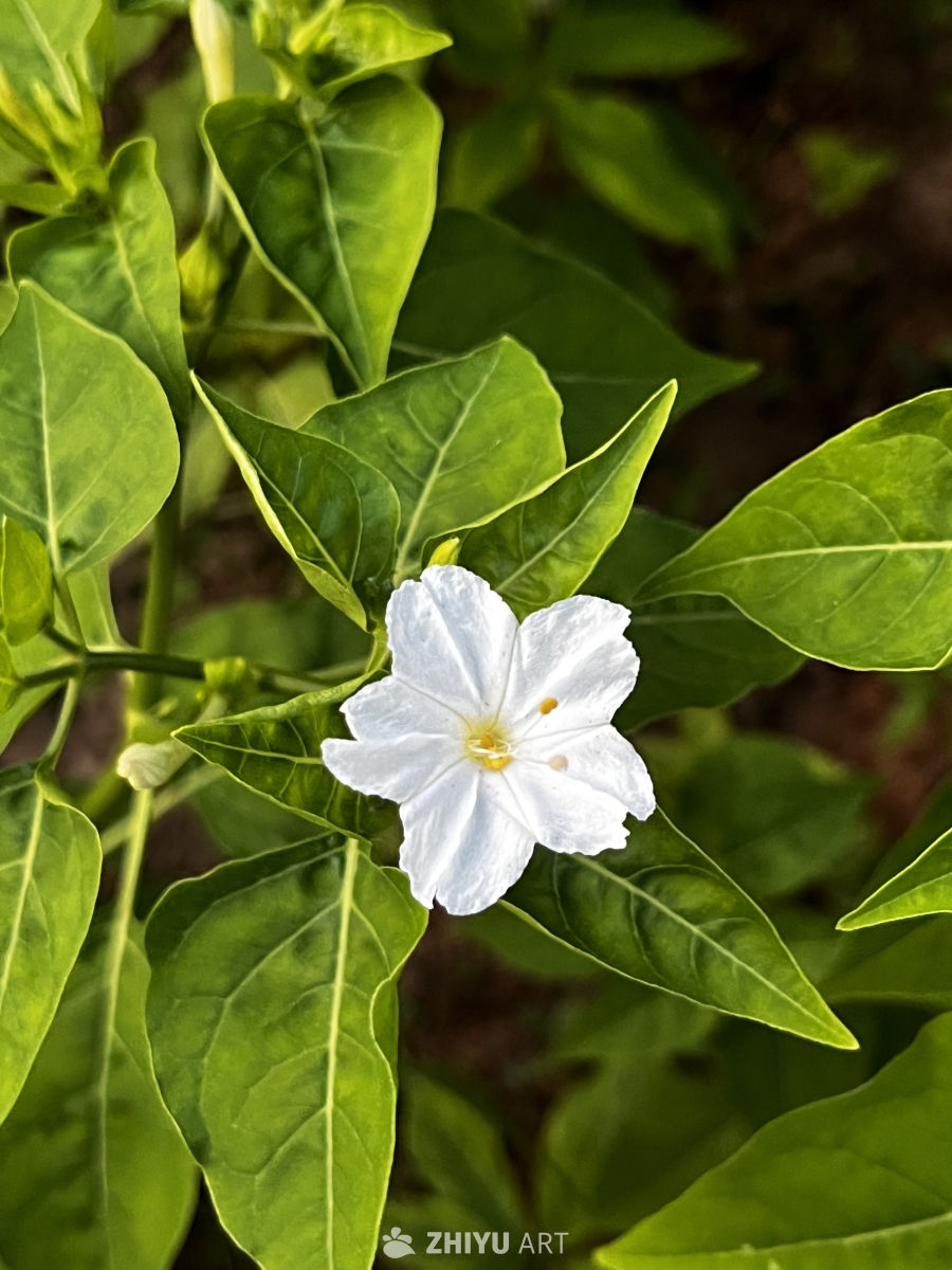 白花绿叶的宁静时光