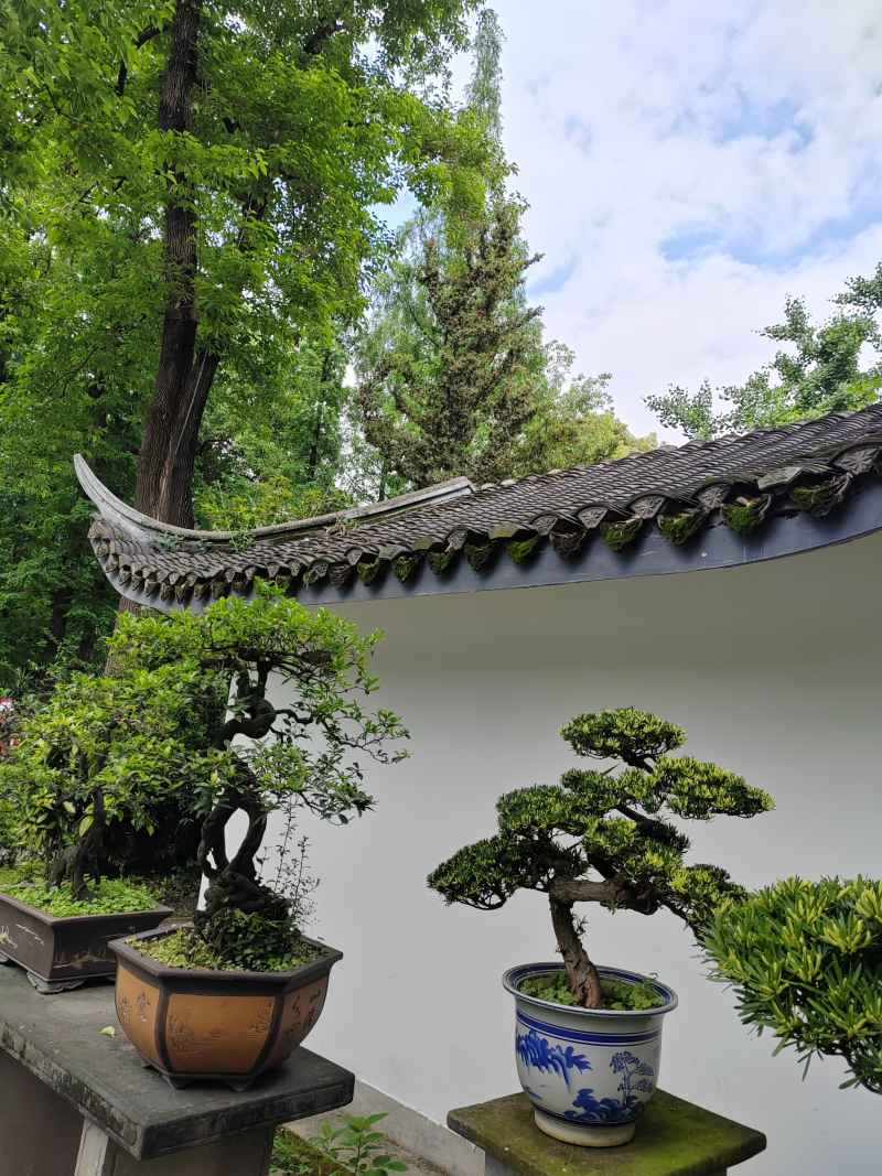 盆景
