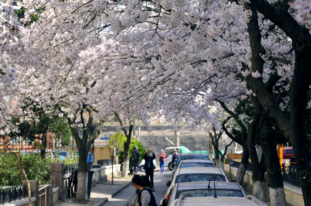 三明南路樱花路