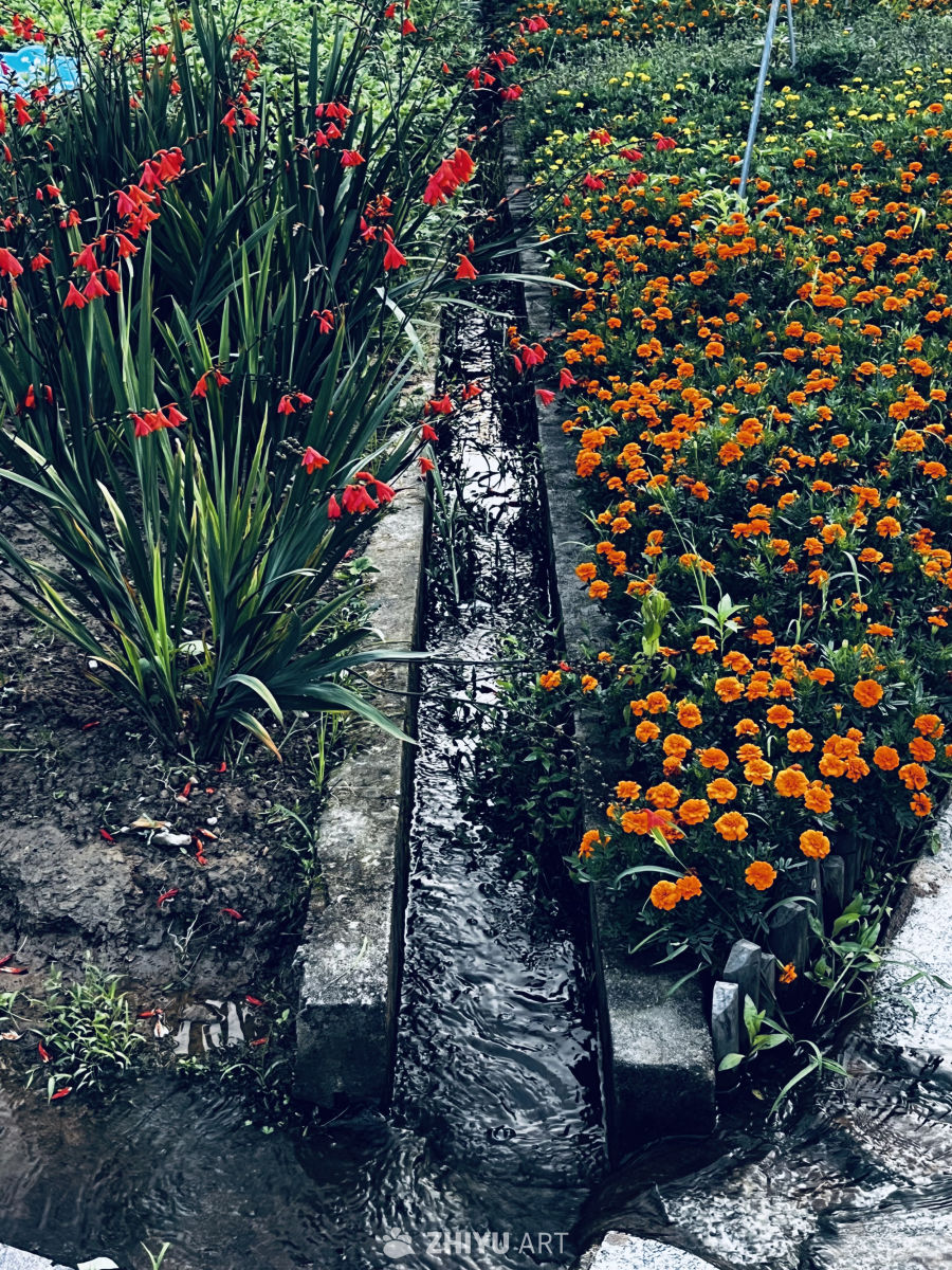 花海中的静谧水渠