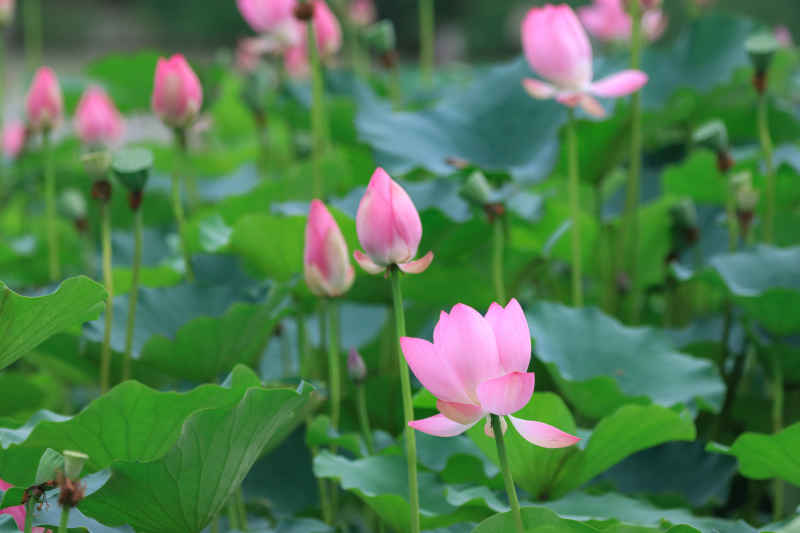 荷花 11