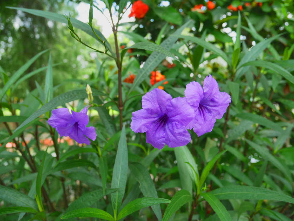 蓝花草的紫色花朵