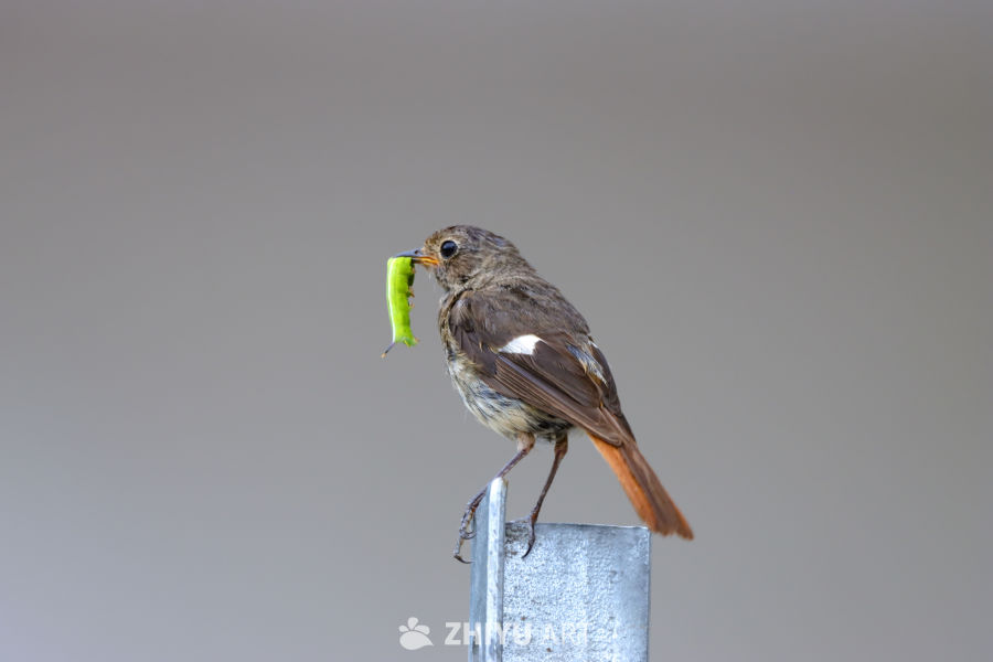 哺育