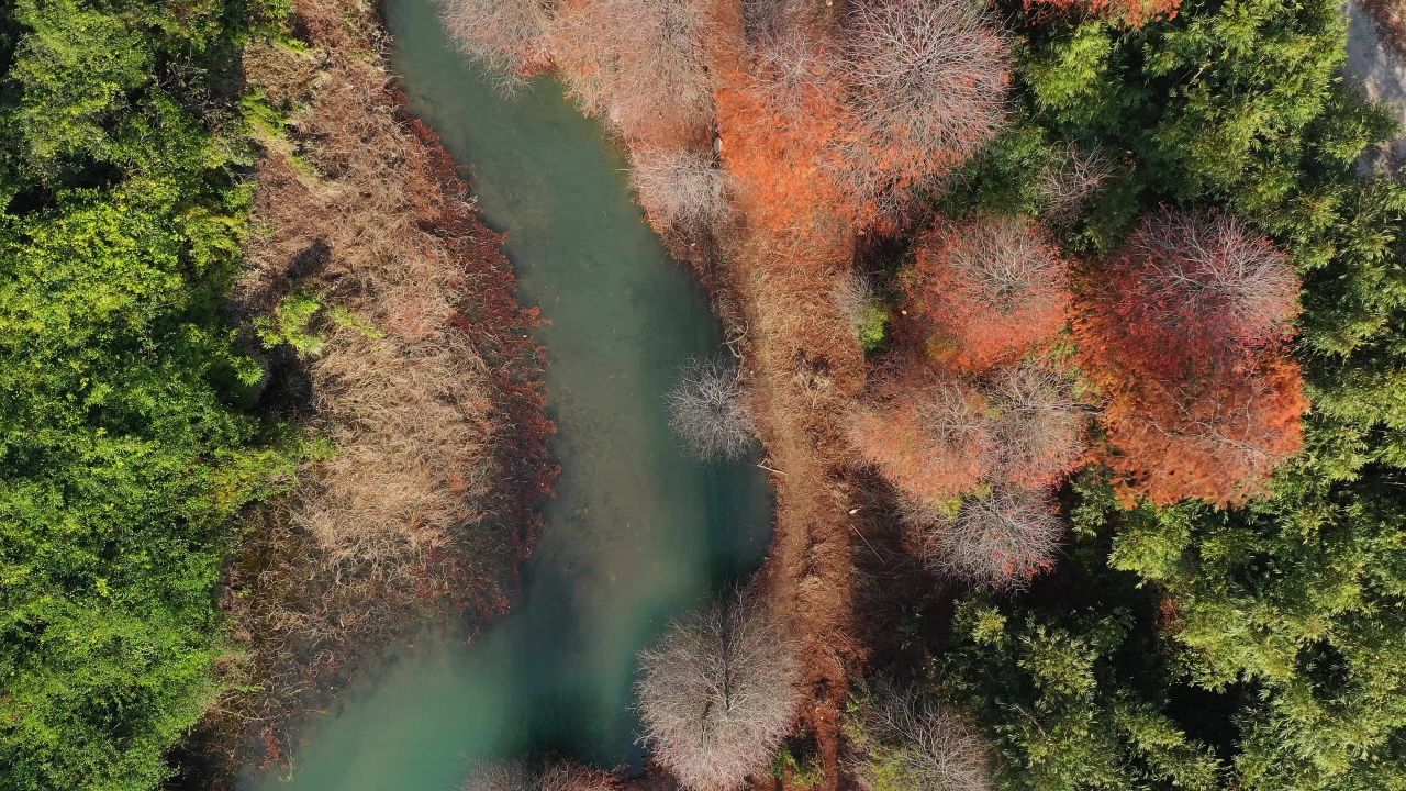 五桂山水松树2