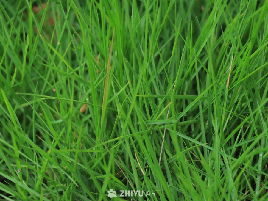 翠绿的草地