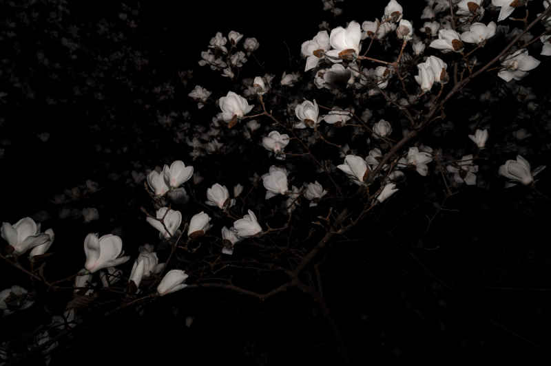 夜玉兰 4