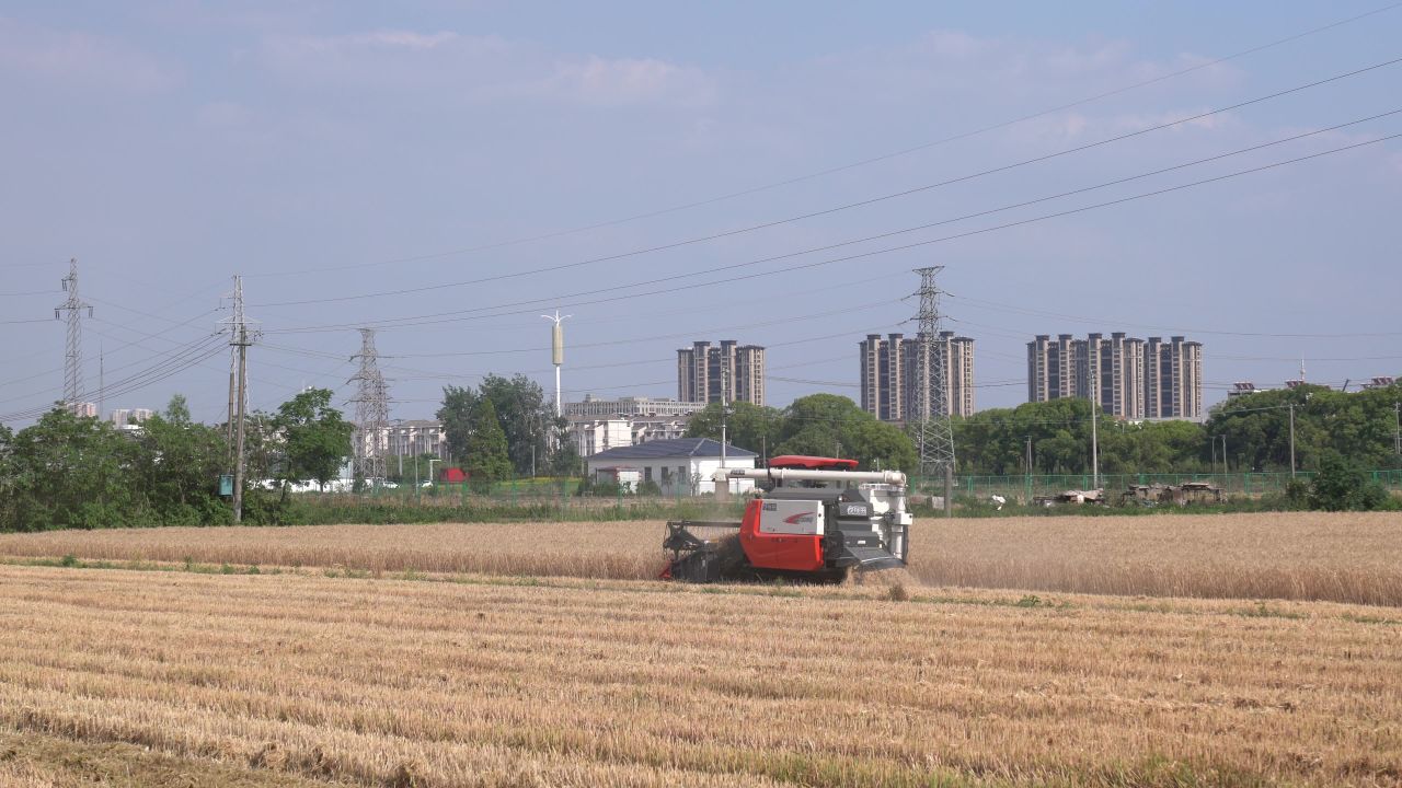 4K农村夏收小麦