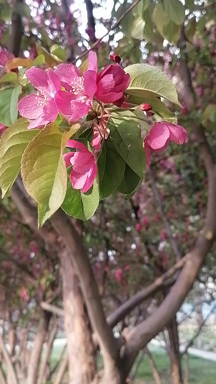 微风吹动海棠花