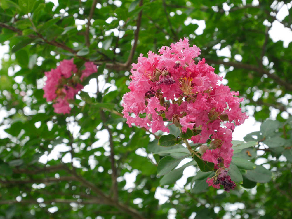 紫薇花开正当时3