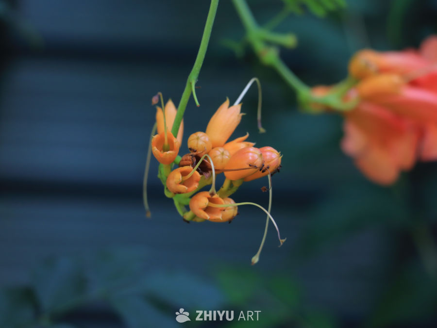 悬垂橙花的静谧之美