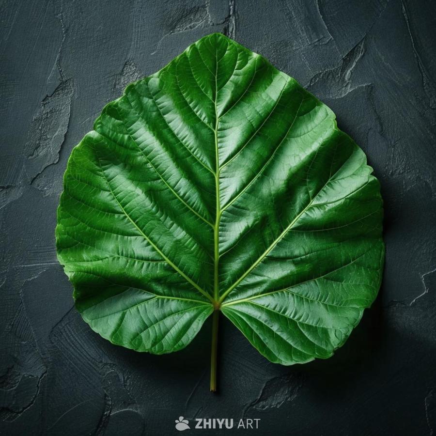 一片完整的绿色树叶，叶脉清晰可见，呈放射状分布，叶