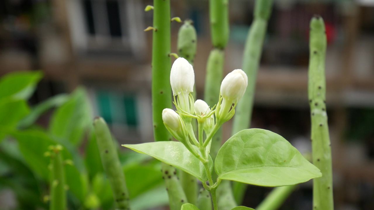 微风中的茉莉花苞