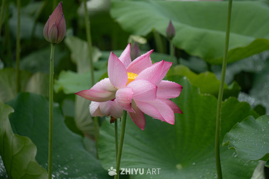 雨后莲花，清新绽放