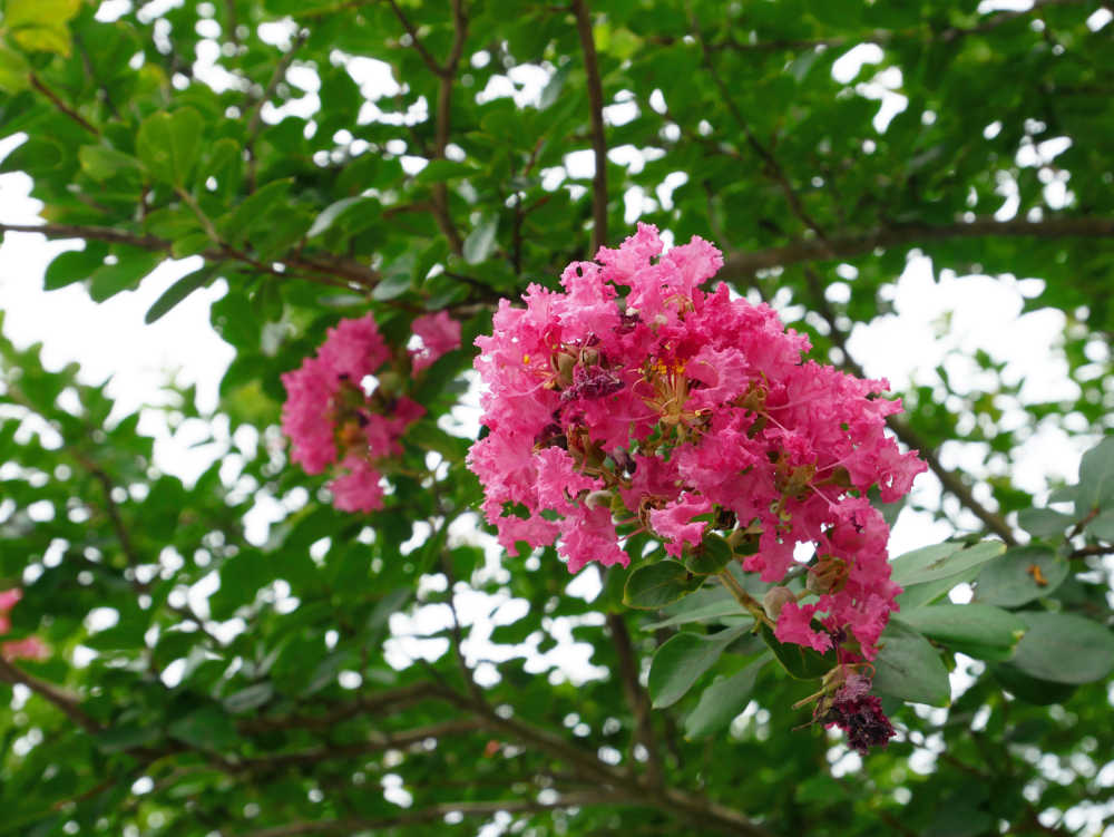 紫薇花开正当时2