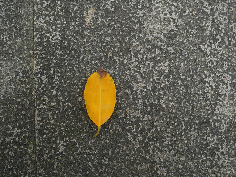 地上的一片黄叶