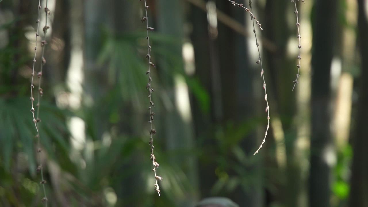 植物界的奇观竹子开花 10