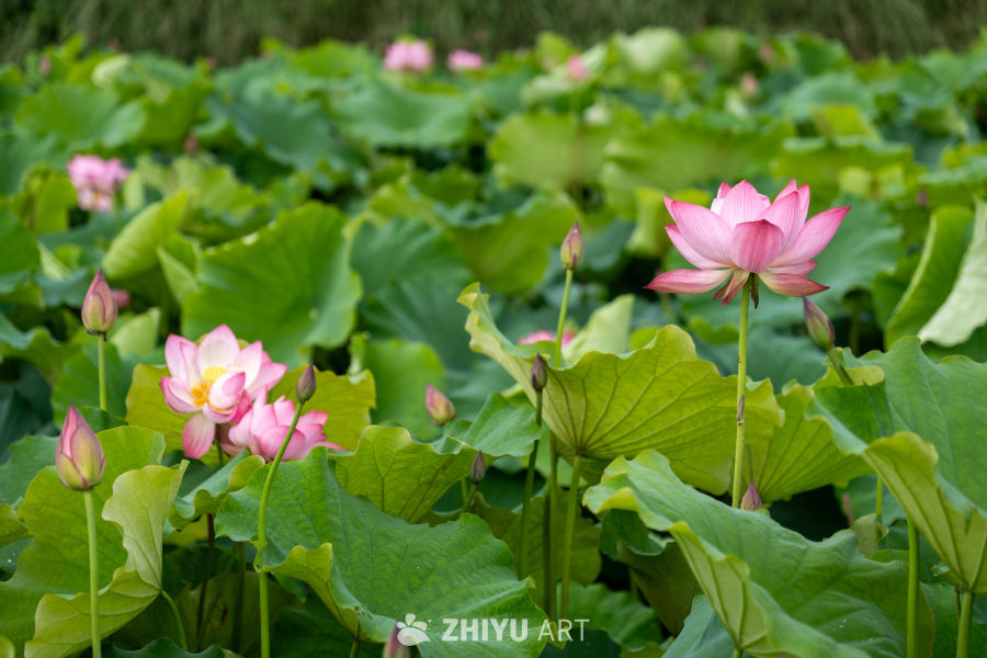 荷花 127