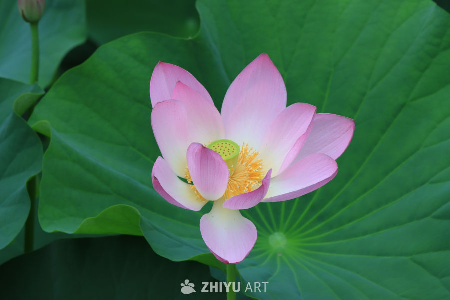 荷花 41