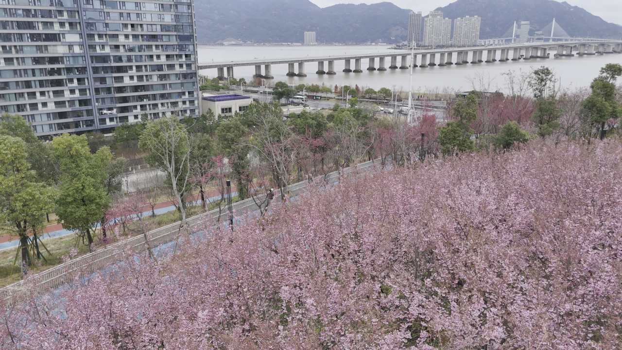城市中的樱花盛宴