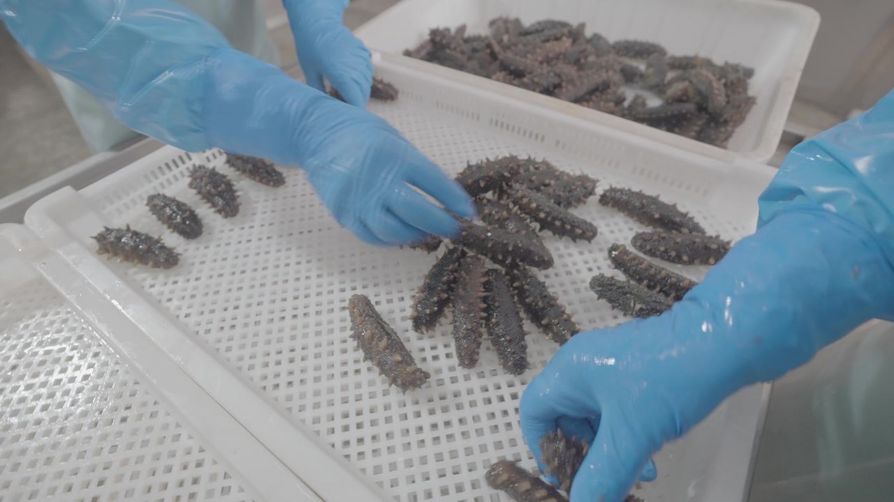 海参加工厂生产过程