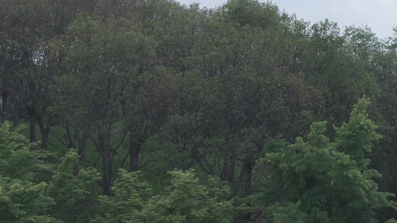 湖畔的城市剪影