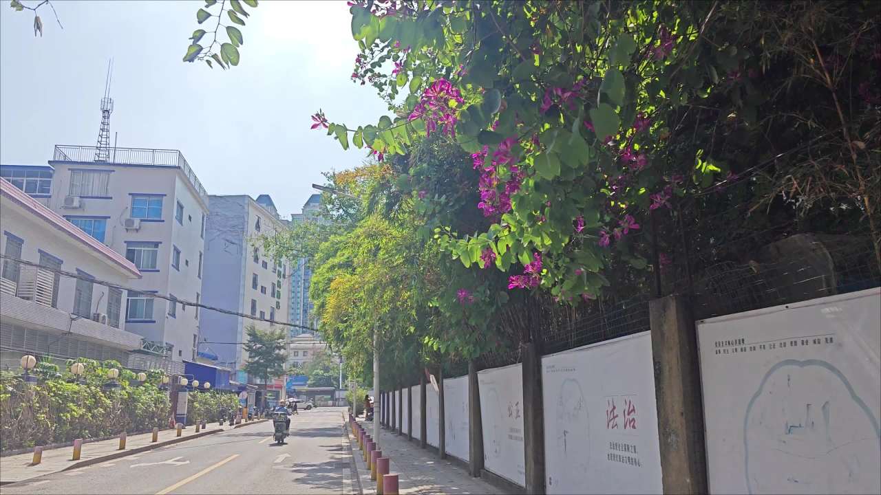 4K立冬广州街头盛开的红花羊蹄甲