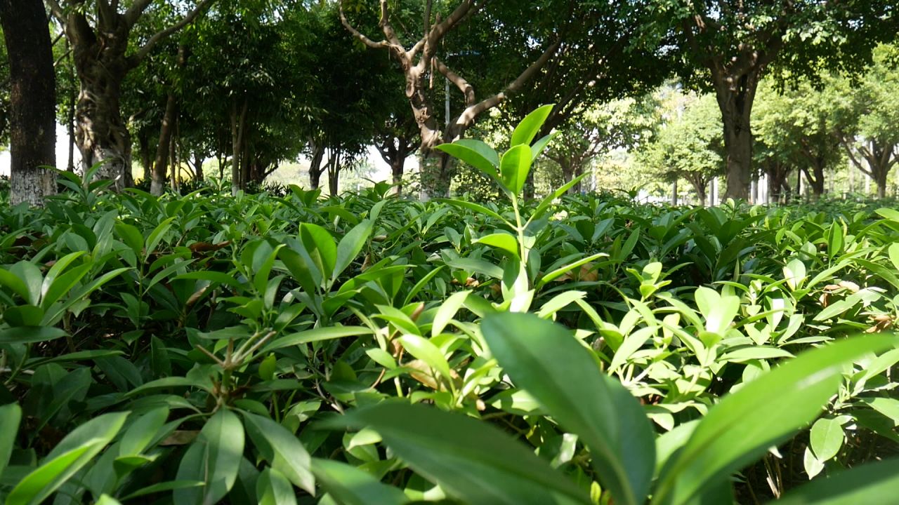 公园的灰莉和高山榕
