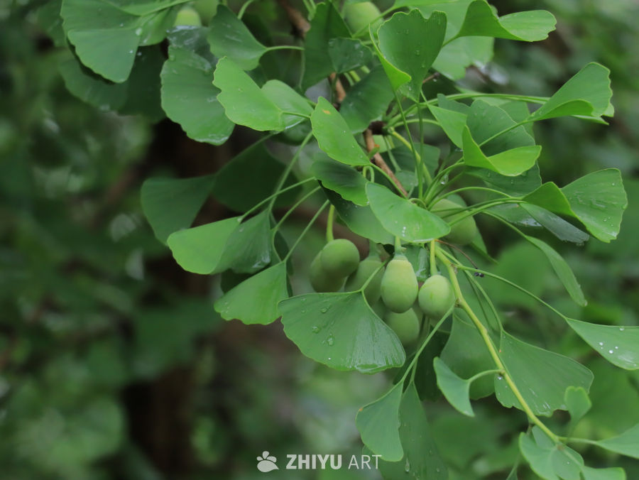 雨后银杏树