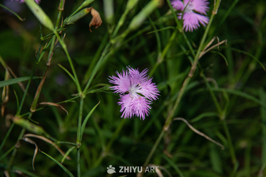 中药材与药材花 57