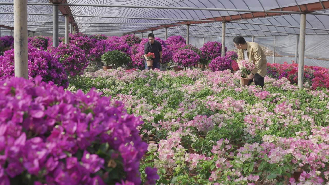 年宵花 18
