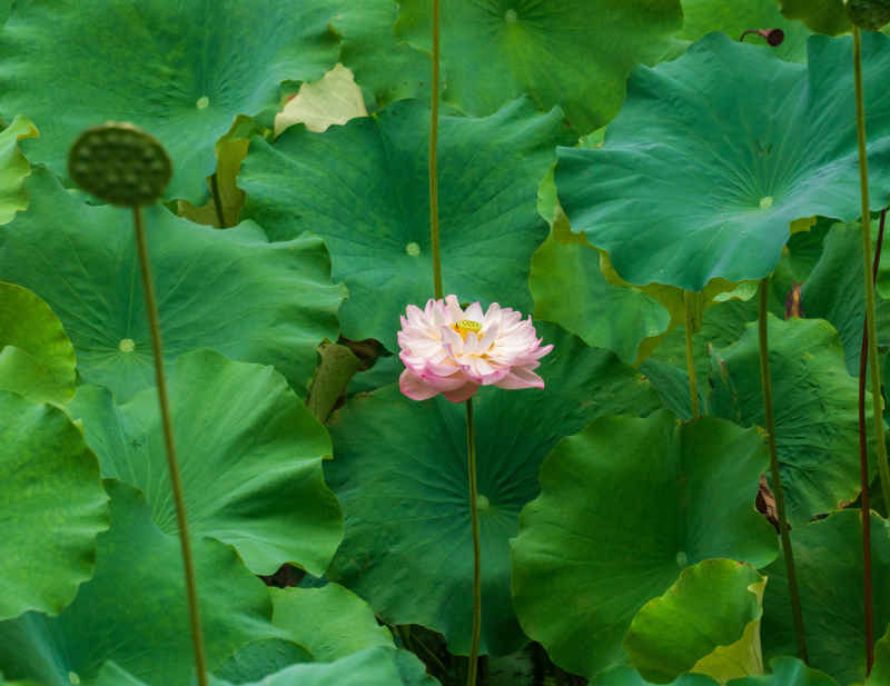 苏州荷花 5