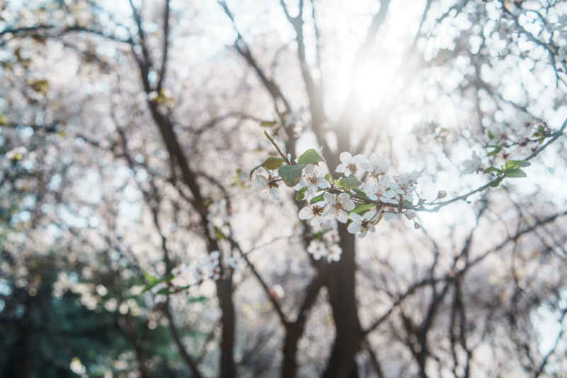 春日李花