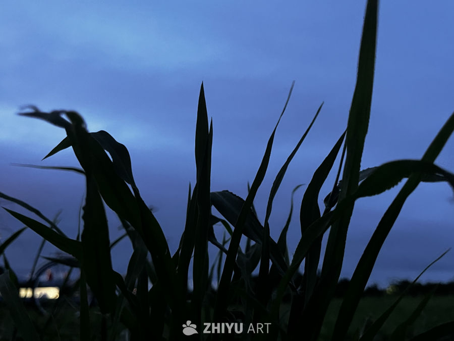 夜幕下的草丛