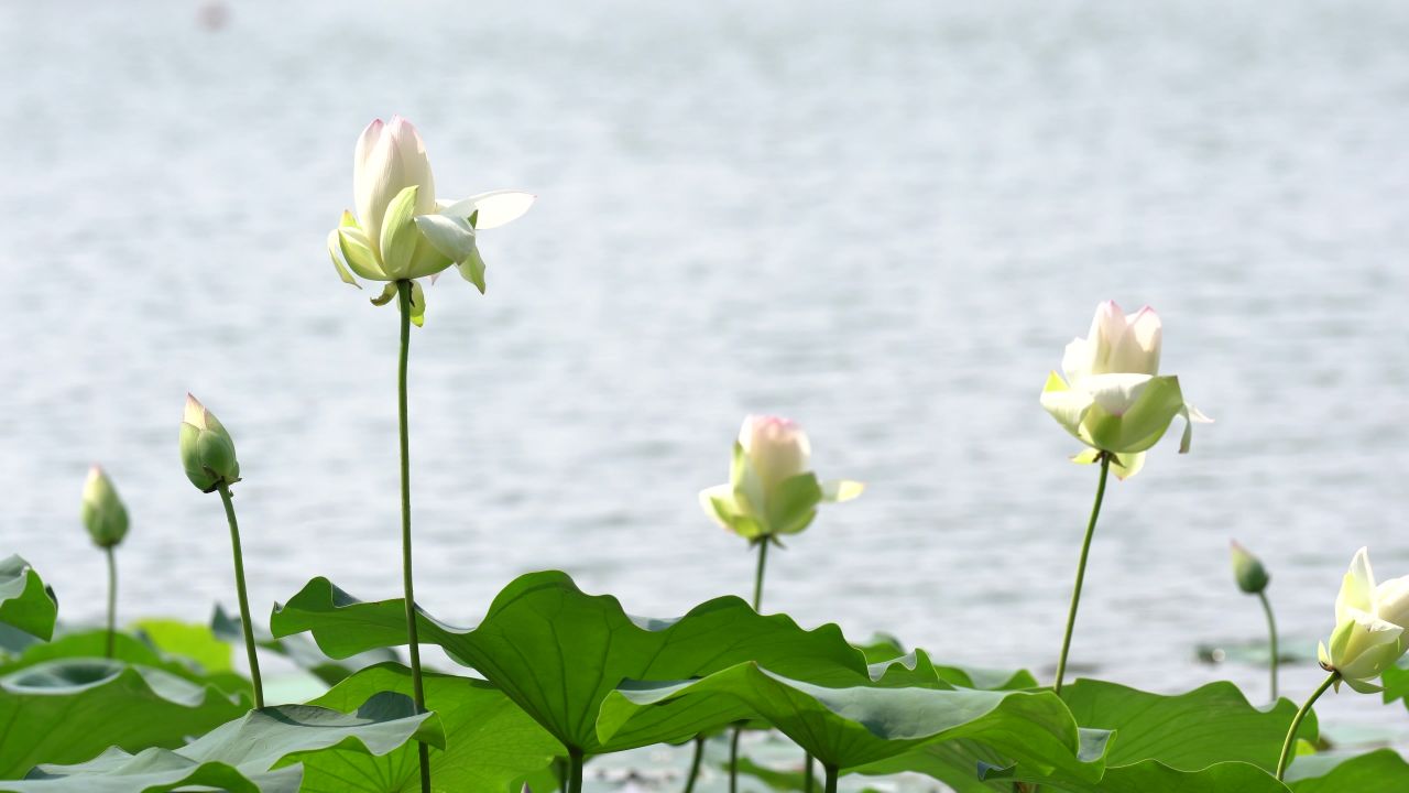 4K夏日公园荷花