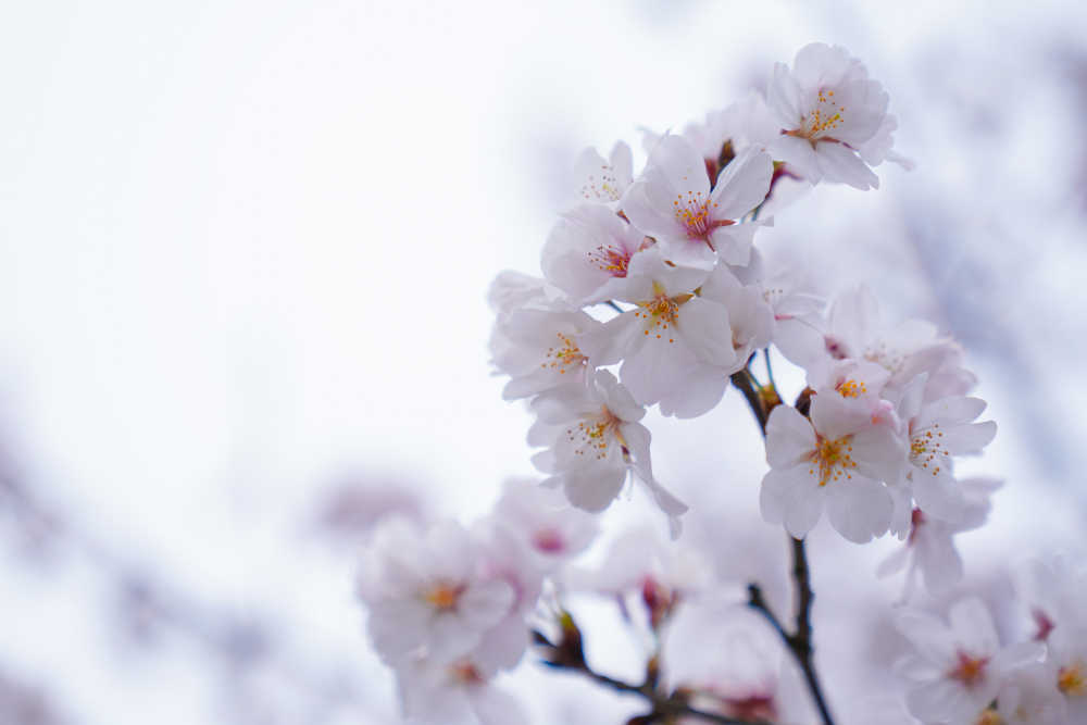 樱花季 6