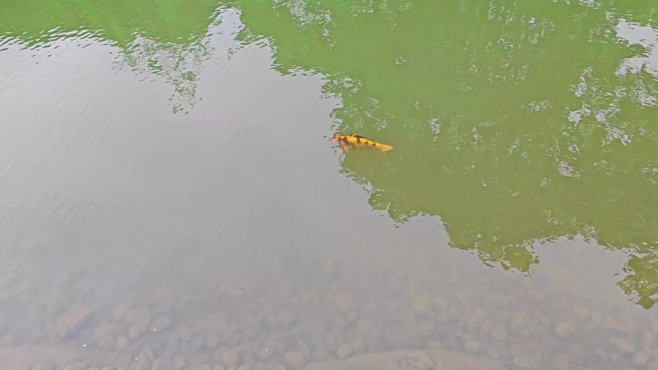 4K一条锦鲤