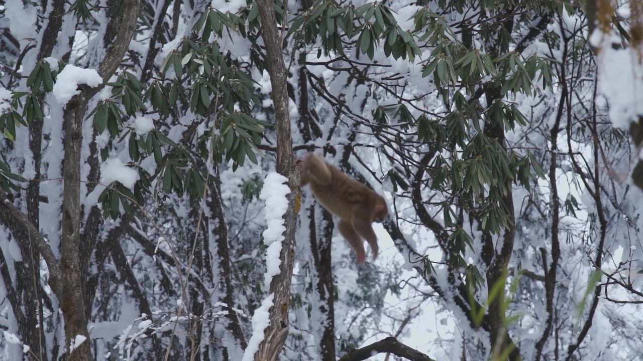 大雪后峨眉山树林中的猴子