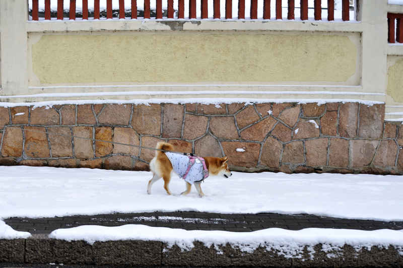 雪后遛狗