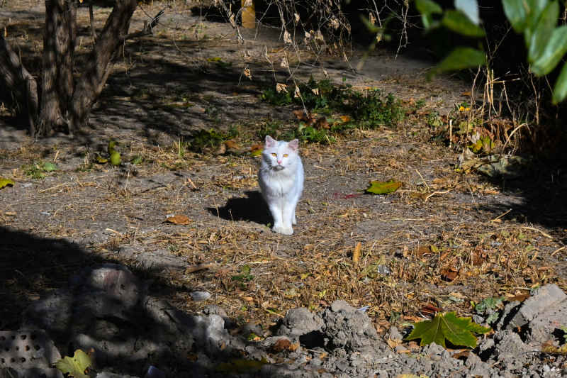 白猫