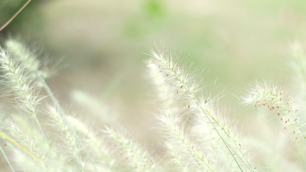 【实拍样片】索尼A6700-4K相机实拍原片视频 4