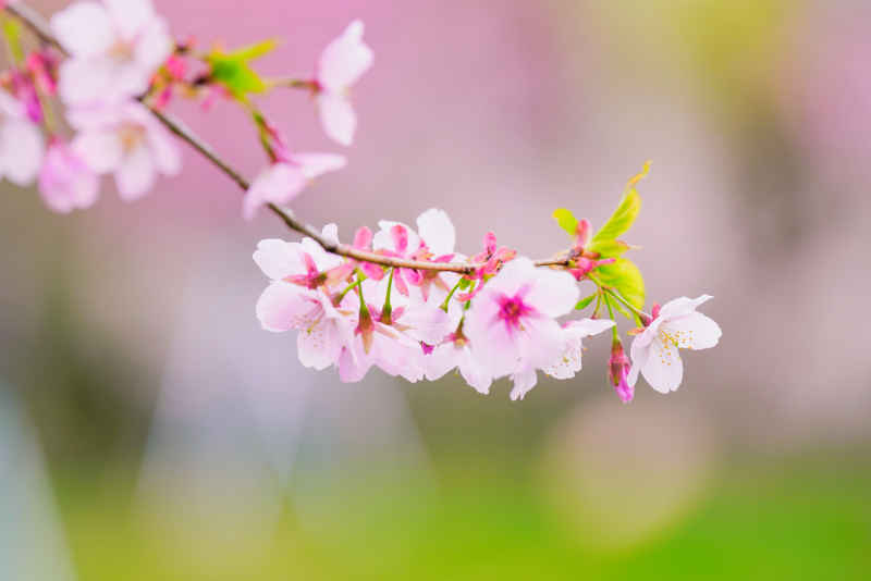 樱花季 60