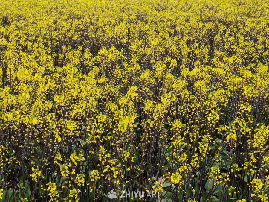 红菜苔 1