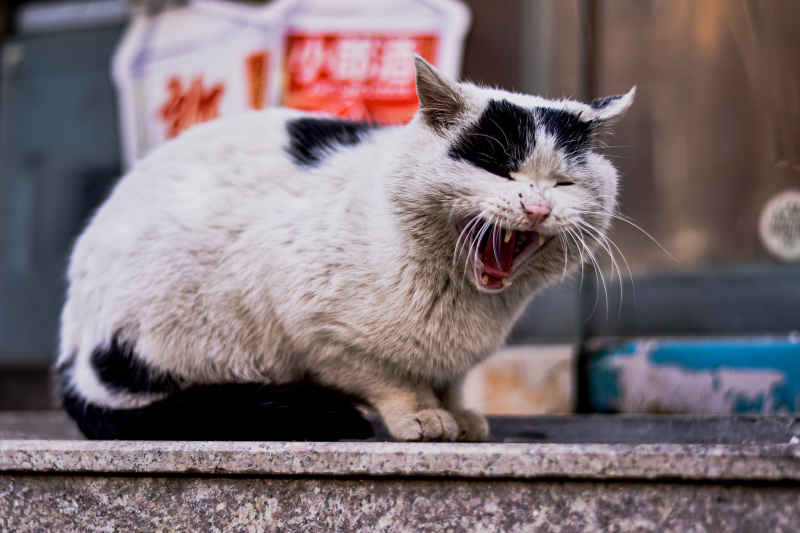 猫
