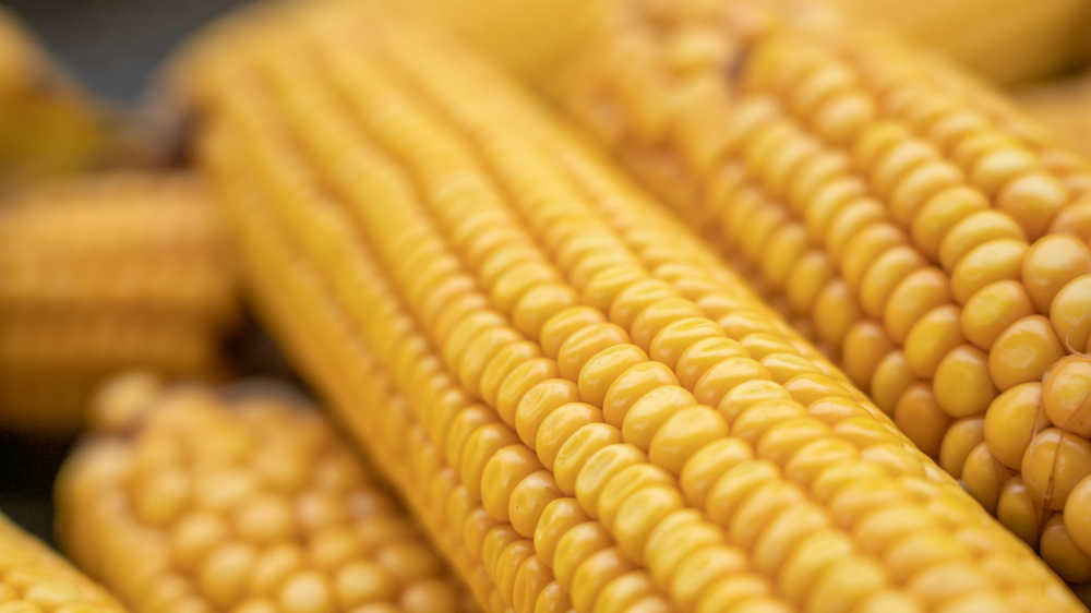 玉米