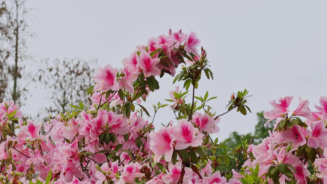 春暖花开杜鹃花盛开 10