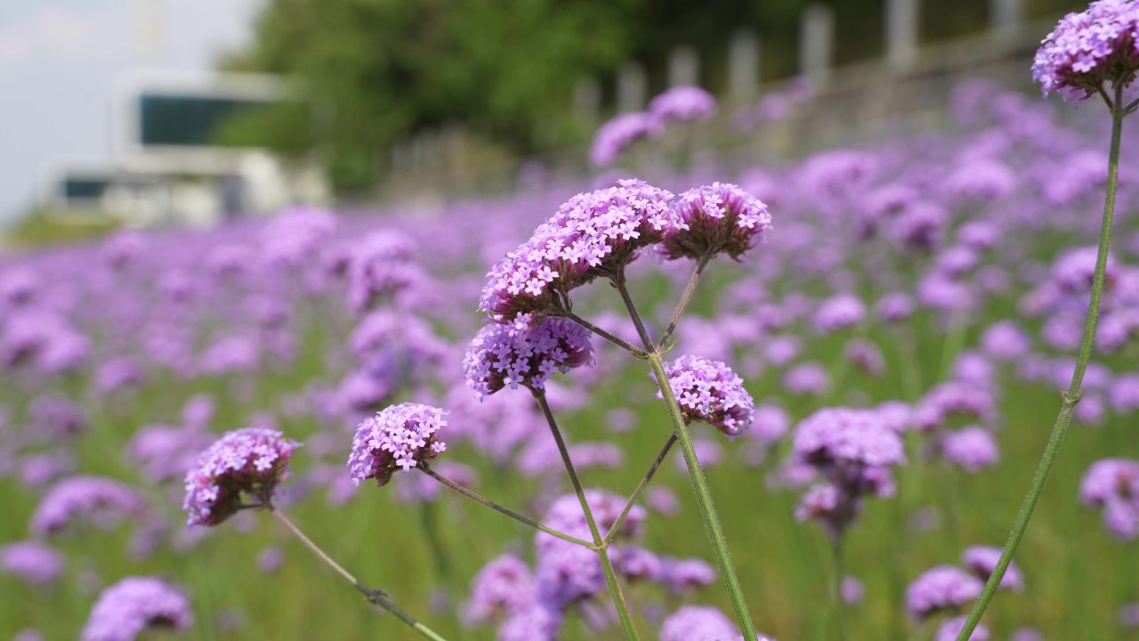 花海