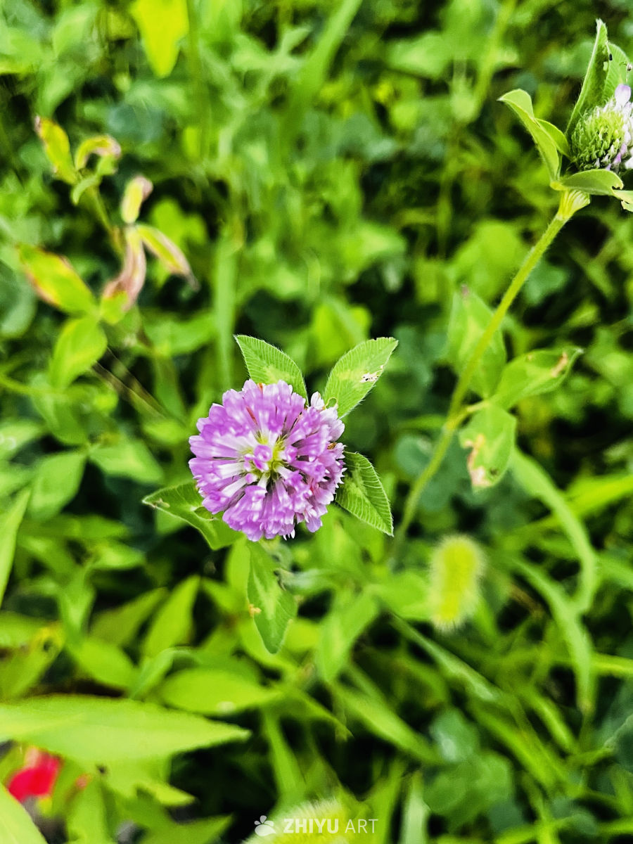 春日紫花与绿叶