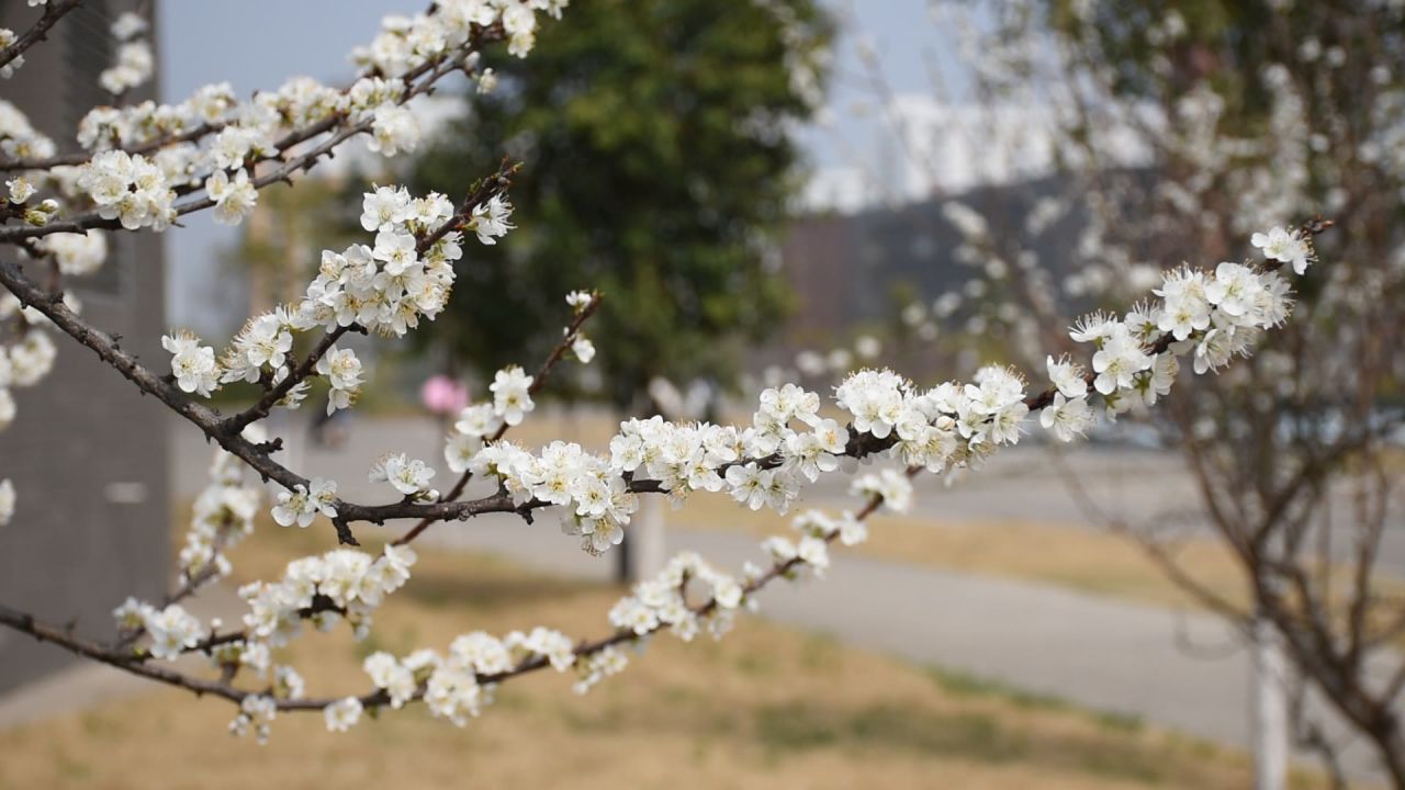 花草植物